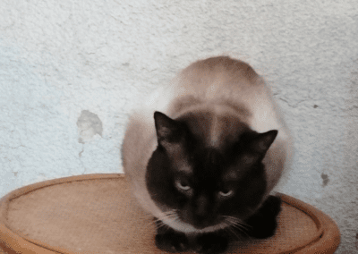 Moccha